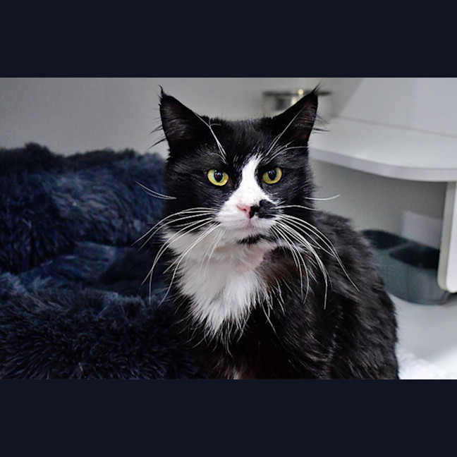 Photo of Mistoffelees