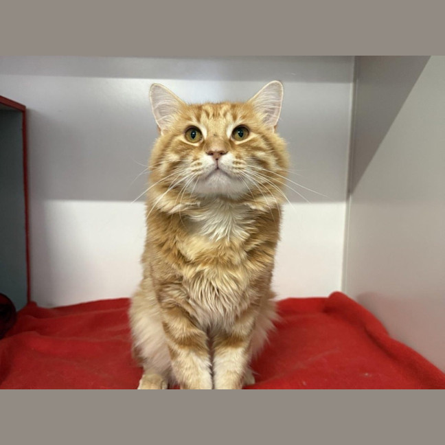 Photo of Armani Bulleau