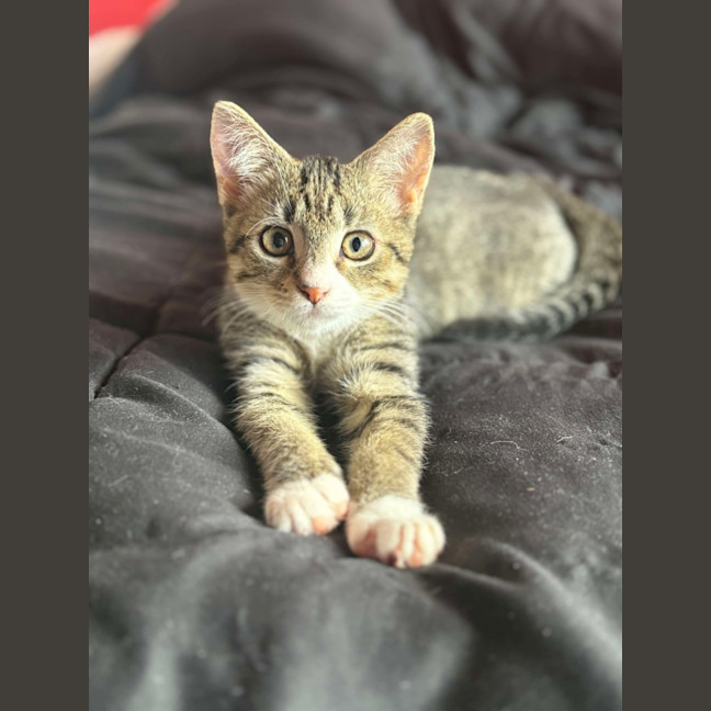 Photo of Hunter 