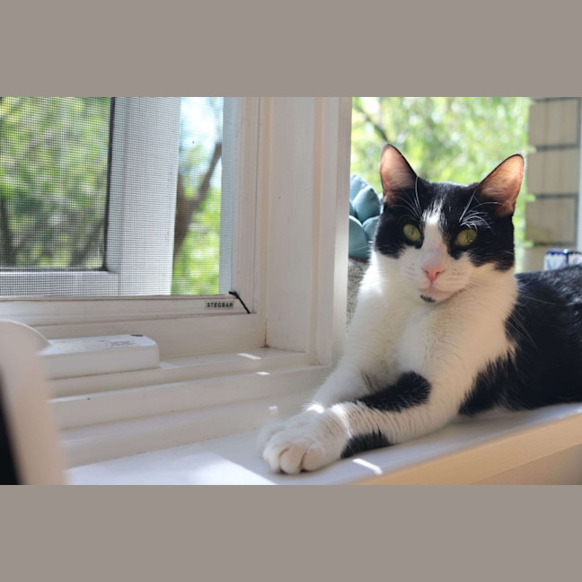 Photo of Turtle & Sylvester 