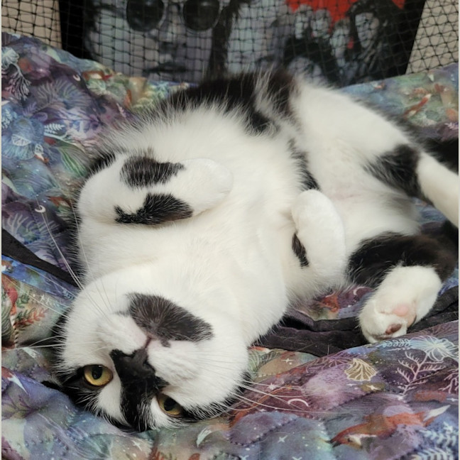 Photo of 🐈‍⬛ Blaze 💕