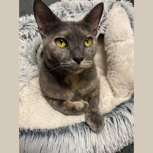Photo of Coco