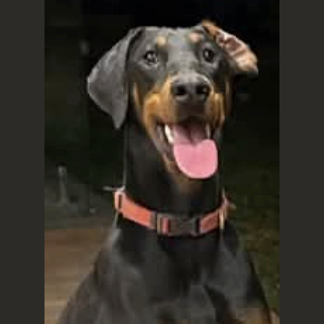 Photo of Miss B Von Dobermann