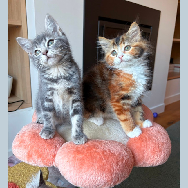 Photo of Milkshake & Matcha