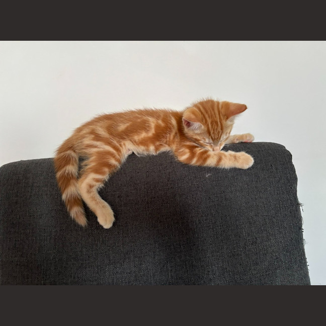 Photo of Merv