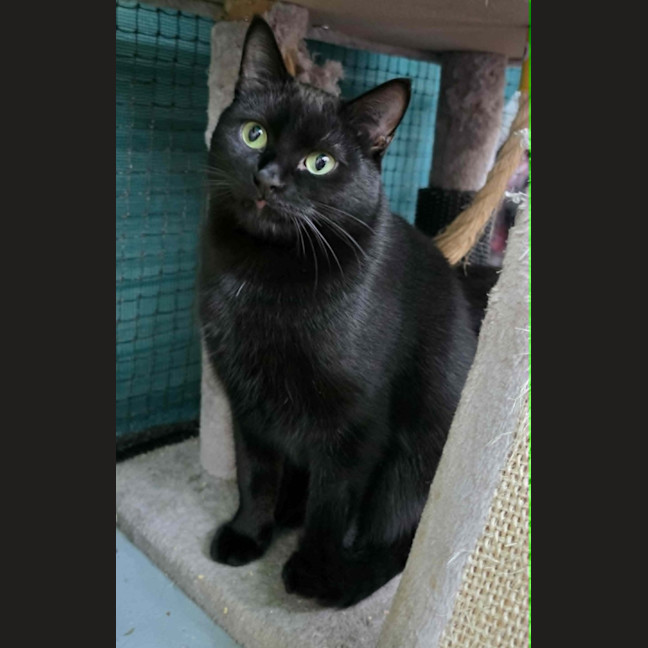 Photo of Ebba ** 2nd Chance Cat Rescue **