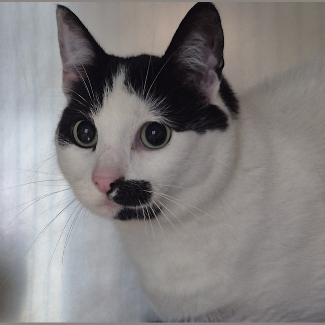 Photo of Whiskerella