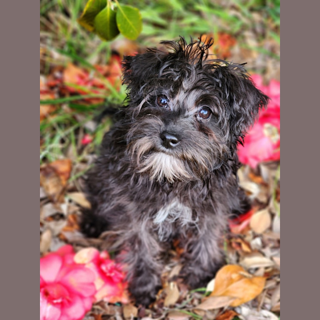 Photo of Bella