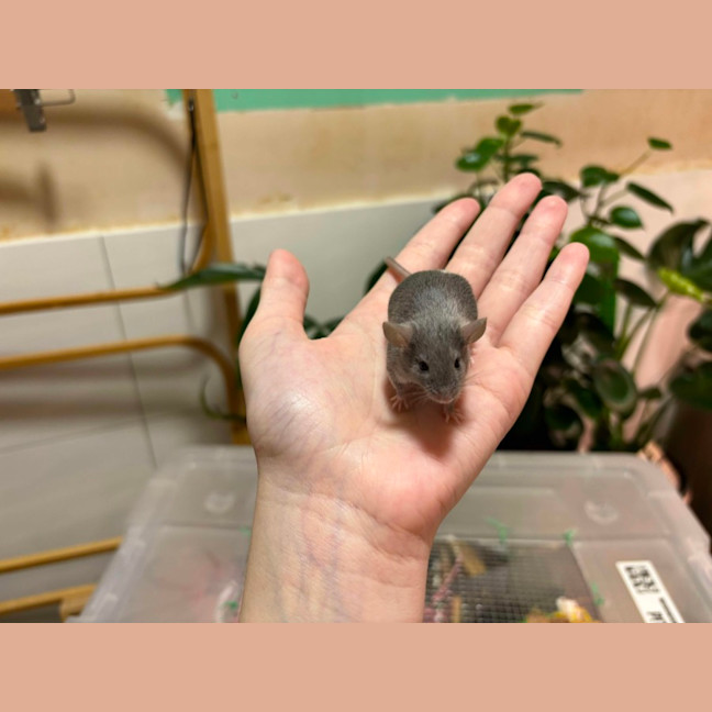 Photo of Rocky & Kinks