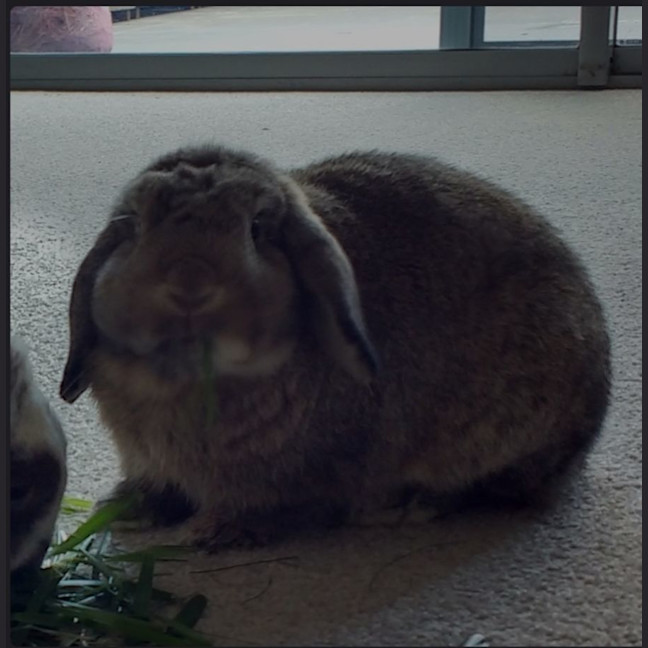 Photo of Charlie With Cleo