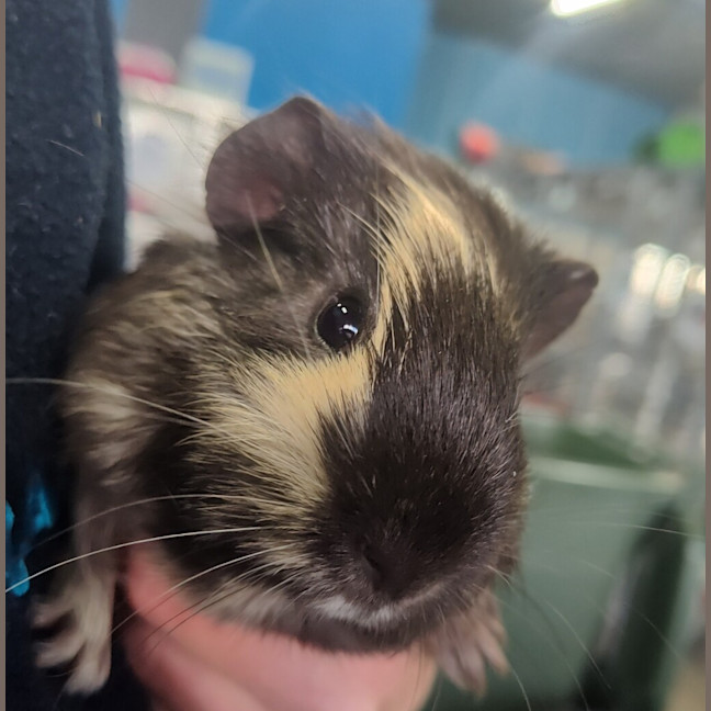 Photo of Coconut