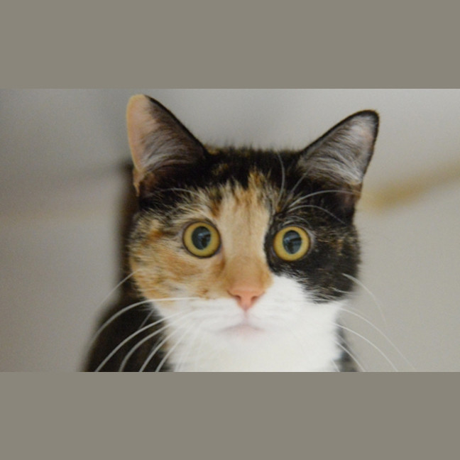 Photo of Tulip