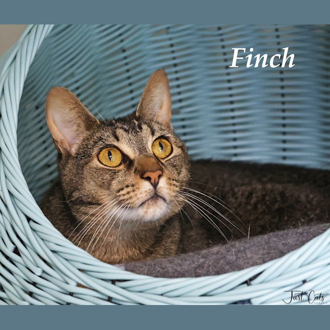 Photo of Finch