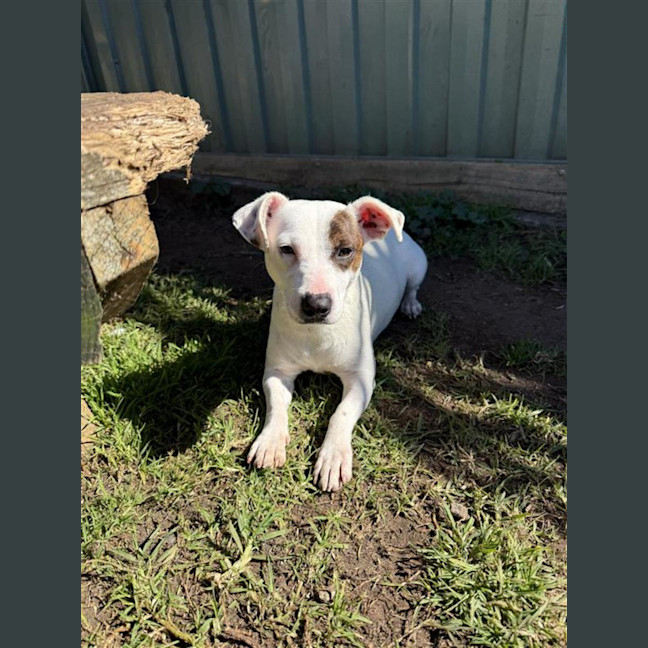 Photo of Penny
