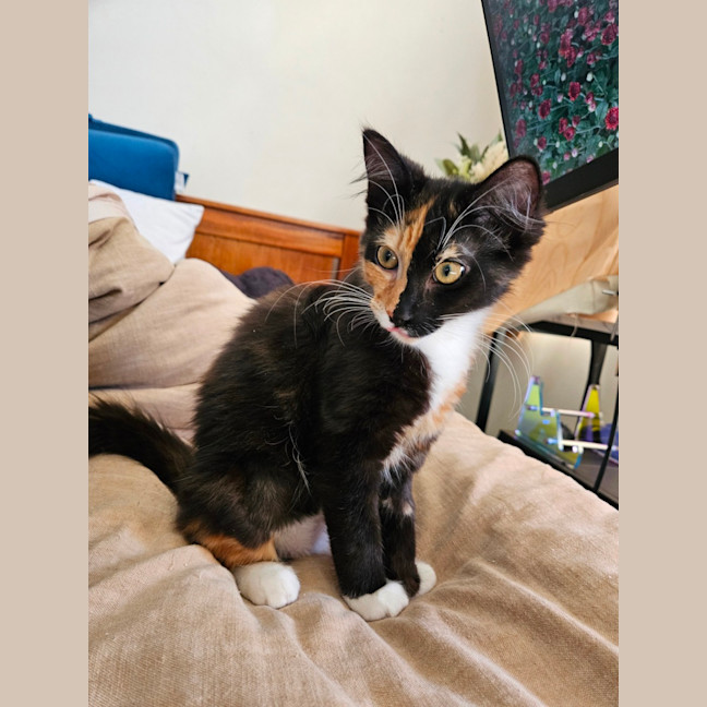 Photo of Embra