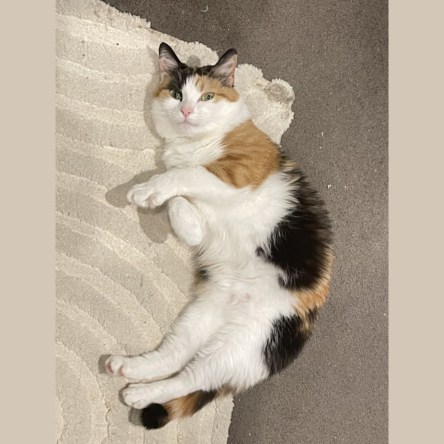Photo of Luna