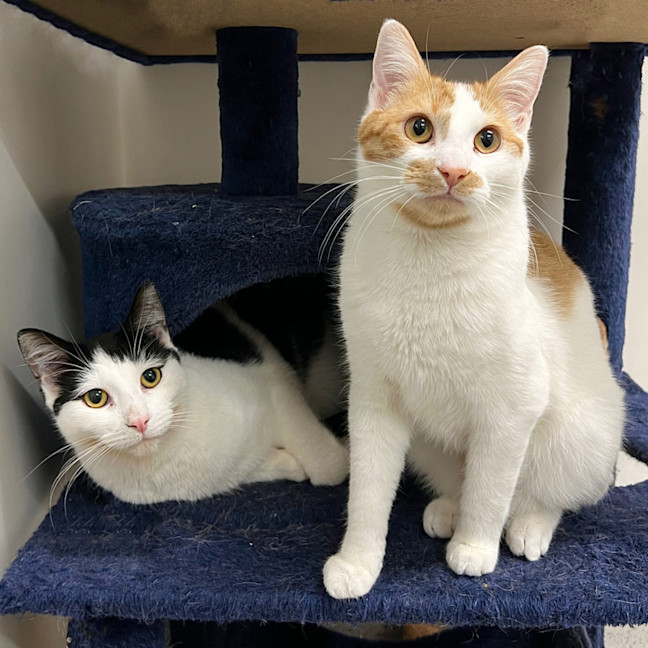 Photo of Peanut And Pretzel