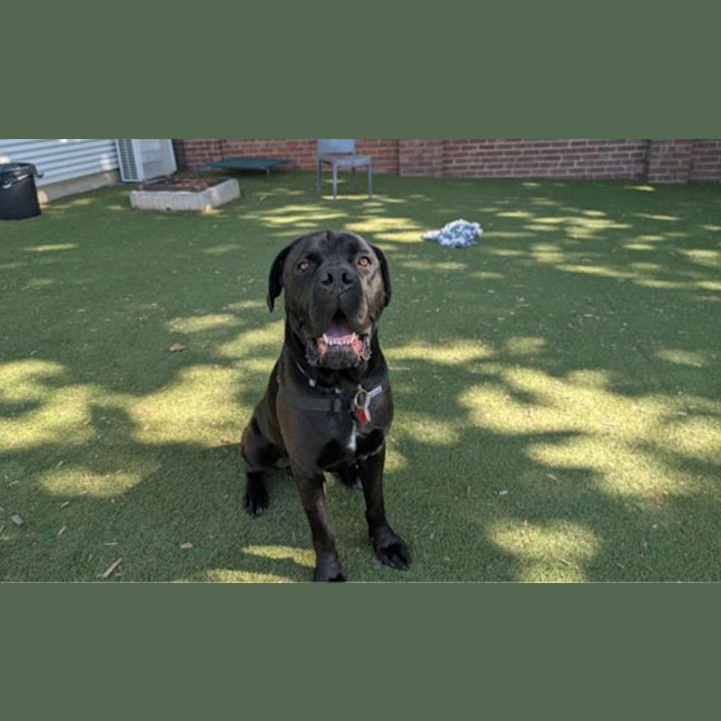 Photo of Oscar