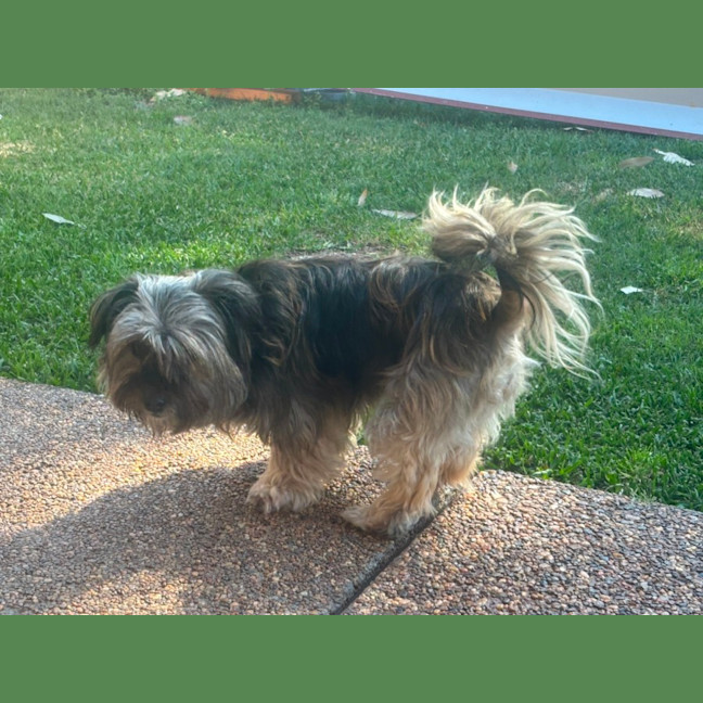 Photo of Bonnie   3 Year Old Shih Tzu