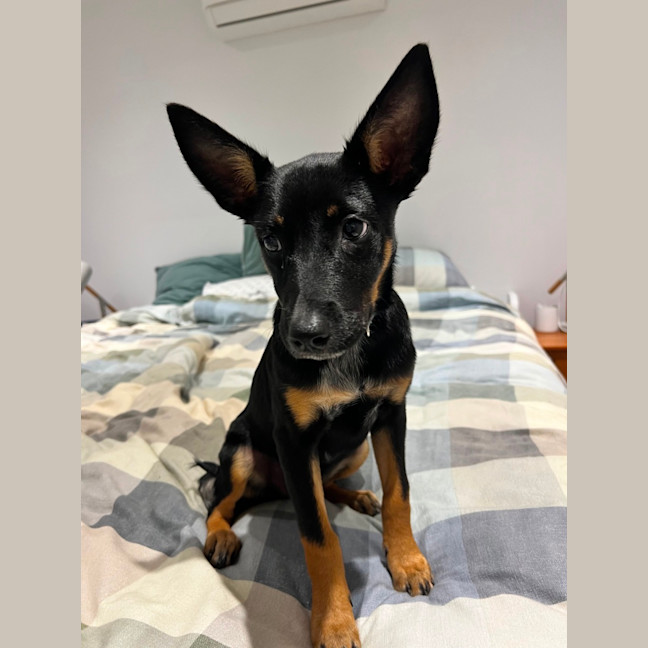 Photo of Kuda