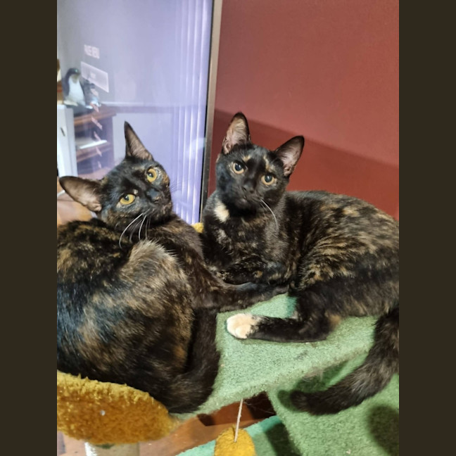 Photo of Stevie & Nyx