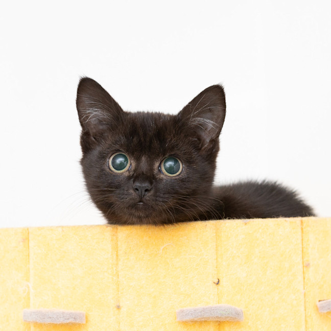 Photo of Wednesday
