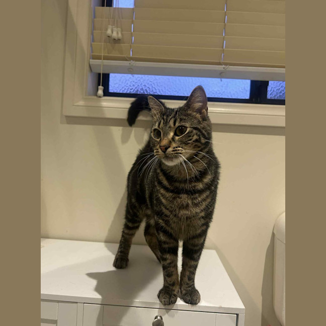 Photo of Kai   Located In Ashburton