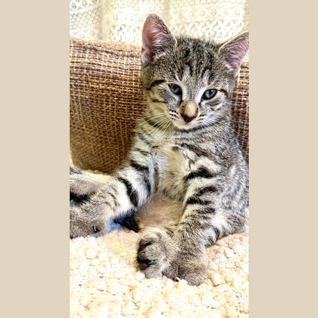 Photo of Frankos Milani 