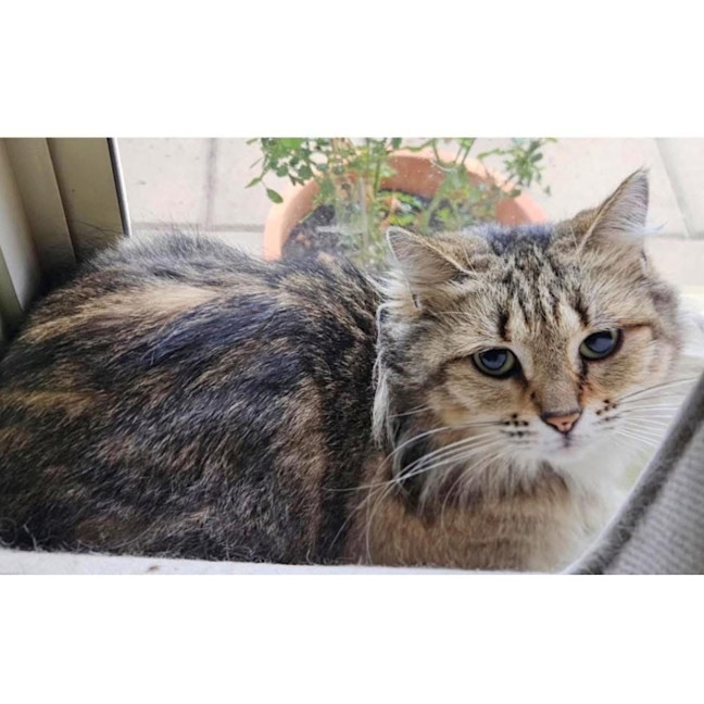 Photo of 11376   Gwendoline