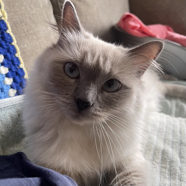 Photo of Little Lady Previously Ravioli