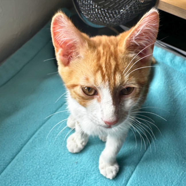Photo of Grover