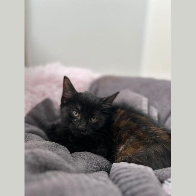 Photo of Glinda