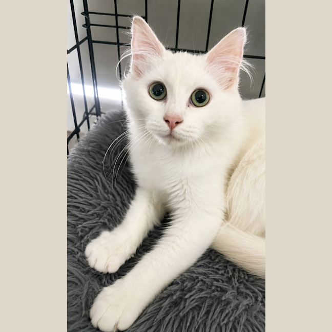 Photo of Portia