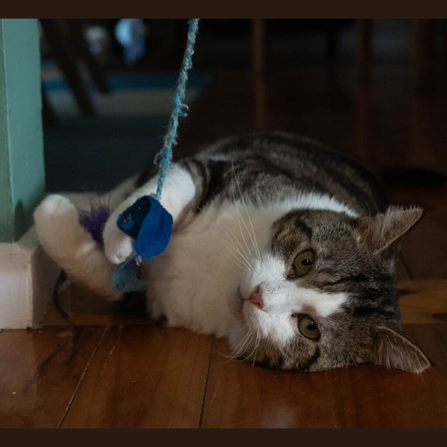 Photo of Teddy
