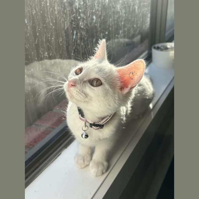 Photo of Vivi   In Foster Care In Avondale Heights