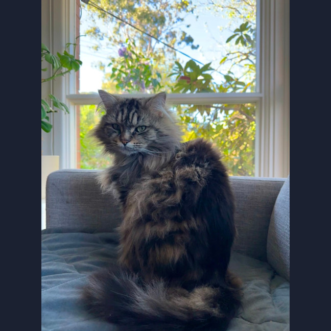 Photo of Gorgeous George