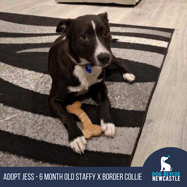 Photo of Jess   6 Month Old Staffy X Border Collie (Trial)