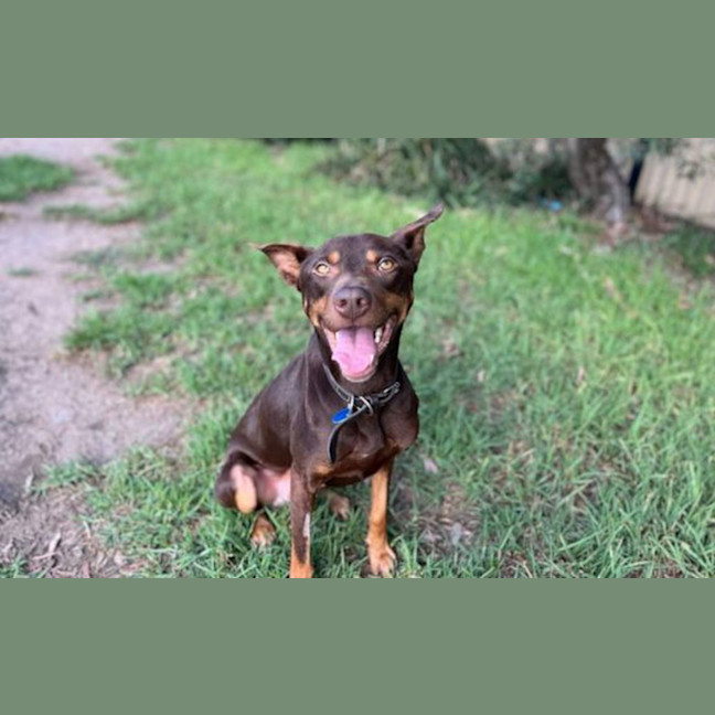 Photo of Mango