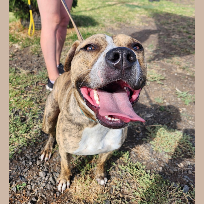 Photo of Banjo (65007)