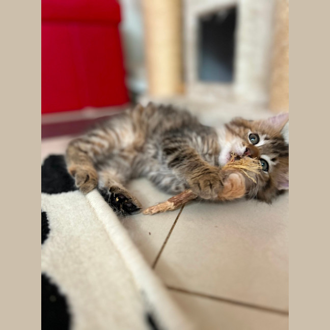 Photo of Athena   In Foster Care In Lower Plenty