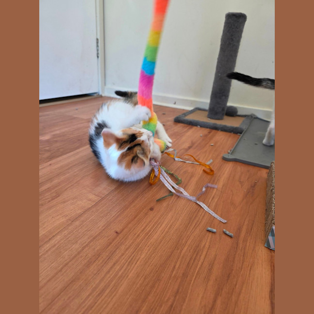 Photo of Tinkerbell