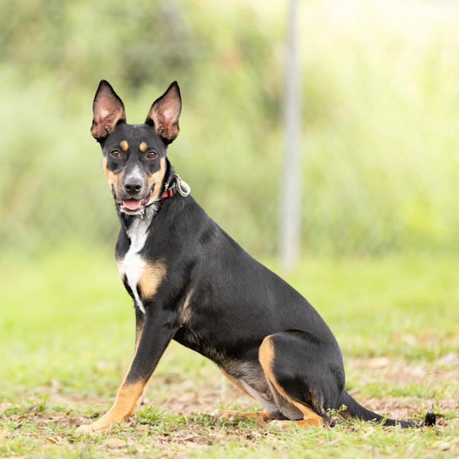 Photo of Delilah
