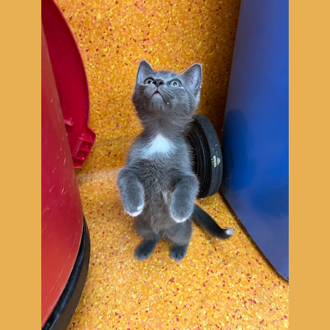 Photo of Sherlock