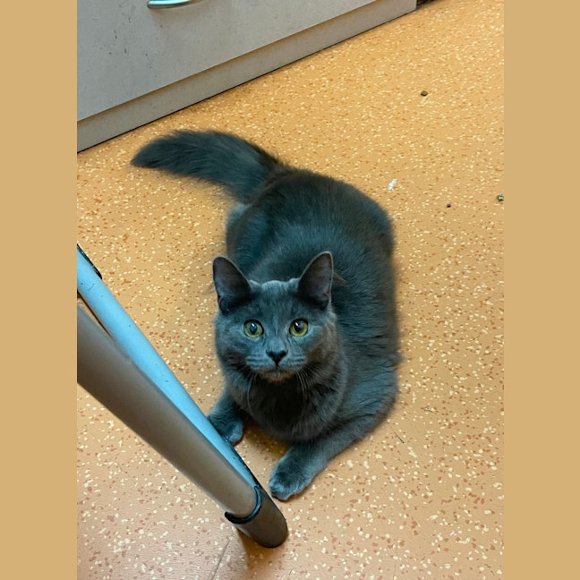 Photo of Schrodie
