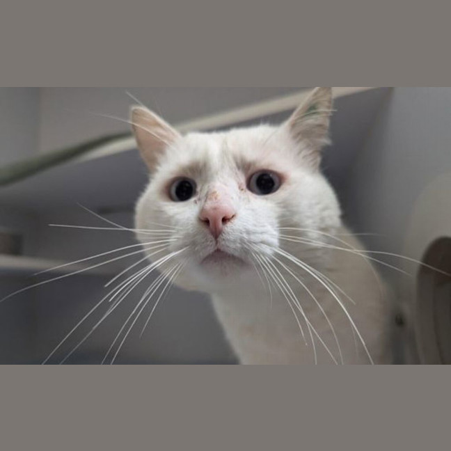 Photo of Whitey
