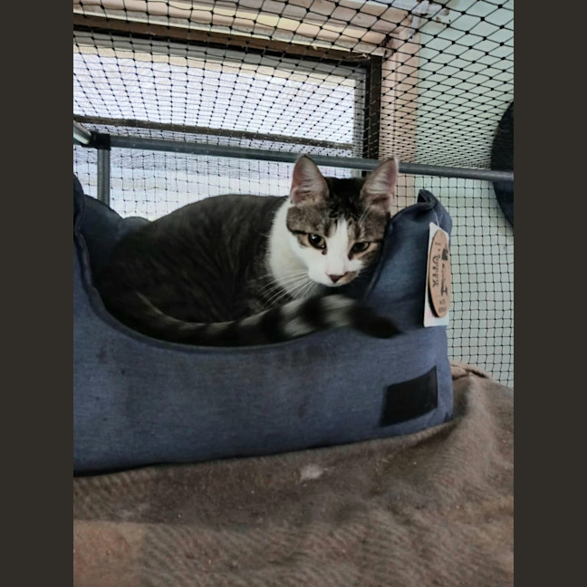 Photo of Lobo (Aka Obie)💗