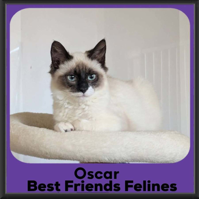 Photo of Oscar 