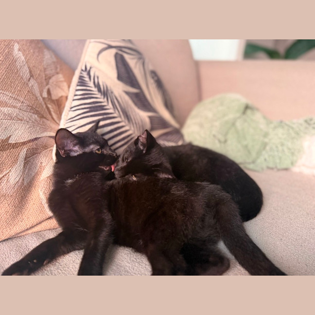 Photo of Frankie & Lennox