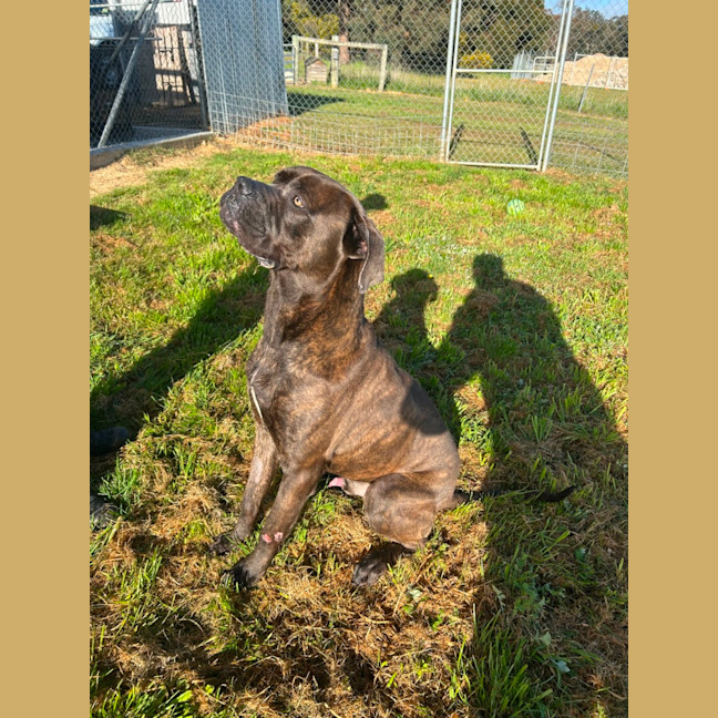 Photo of Bruno