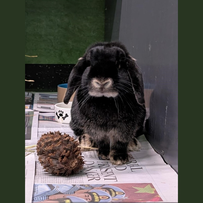 Photo of Oreo